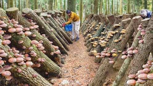一朵香菇的诞生：日本香菇种植与加工全纪录