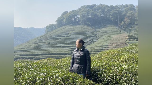 采菊东篱下,悠然见南山