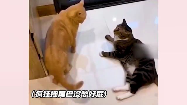 这小猫咪怎么贱嗖嗖的,像极了那贱兮兮的谁啊,猫:不是它有病吧