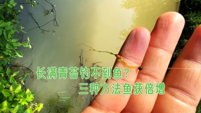 水底长满青苔鱼很难钓?只需用对三种方法,鱼获倍增!