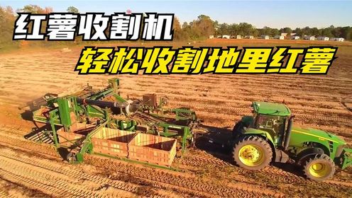 美国发明红薯收割机,半天收割一片农田,工作效率远超人工