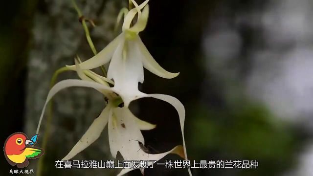 全世界最昂贵的花,一朵价值1500万!发现一朵一辈子都不愁了