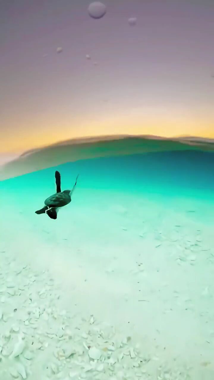 以后还能看到这么清澈的海水吗?