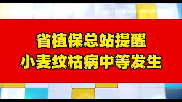 小麦纹枯病需要重视!#三农 #农民关心的话题 #农业 #科普一下 #农作物农技110