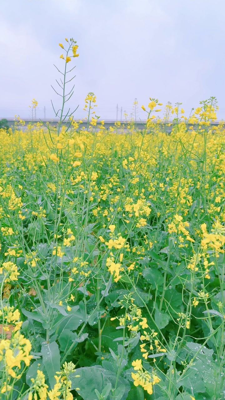 深圳光明农场油菜花