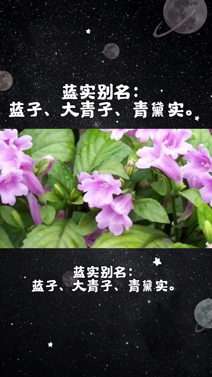 今天介绍第一百三十九味中药材,蓝实#蓝实 #中医 #中药材 #中草药