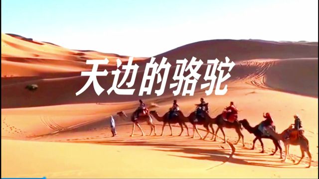 天边的骆驼 视频:张鹏(山柏) 演唱:蒋大为 词曲:朱思思