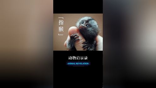 《动物启示录》原本以为是个熊孩子,没想到是这样