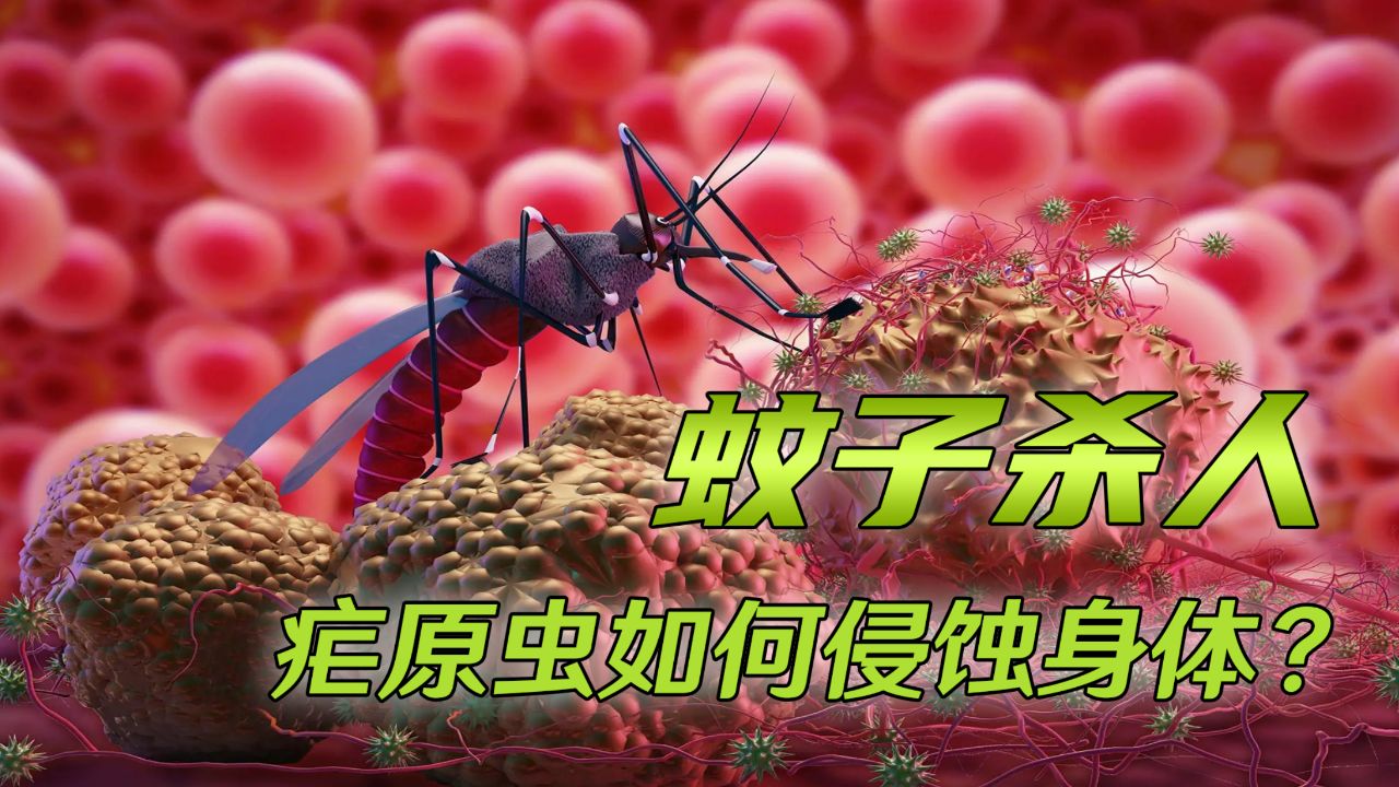 全球杀人最多，蚊子如何传播疟原虫？中国如何实现消除疟疾？_腾讯视频