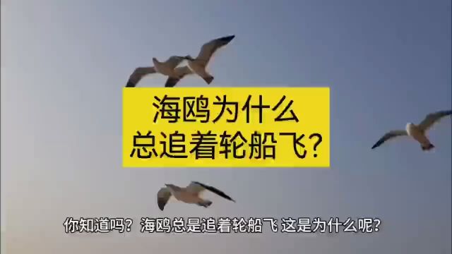 海鸥为什么总追着轮船飞?