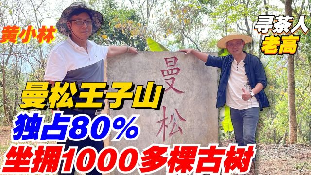 曼松王子山独占80%!坐拥1000多棵古树!老高带你再访黄小林!