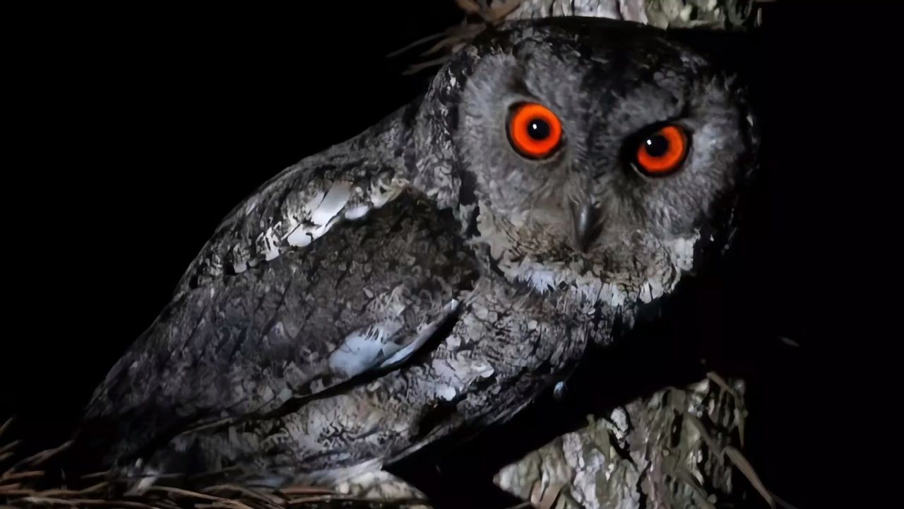 世界上最可怕的八种猫头鹰