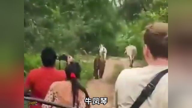 牛老二真靠不住啊