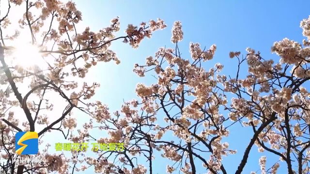 枣庄市市中区:樱桃花迎春绽放 抒写春日画卷