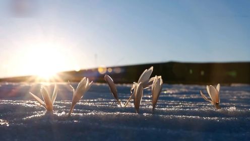 新疆草原上朵朵白花顶冰绽放：破雪而出随风摇曳 宛如冰雪精灵
