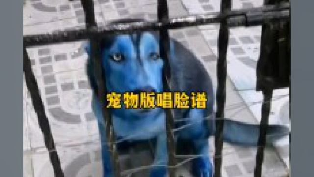 萌宠出道之《唱脸谱》#神奇动物在抖音#动物的迷惑行为#猫咪