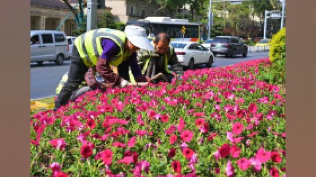 环境大提升!九龙坡区开展春季补植提升绿化景观