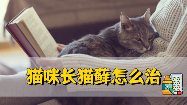 猫咪长猫藓,该怎么办