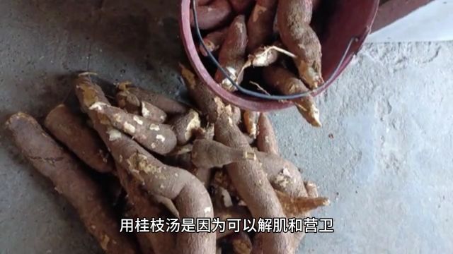 小青龙汤加减治疗慢性支气管炎