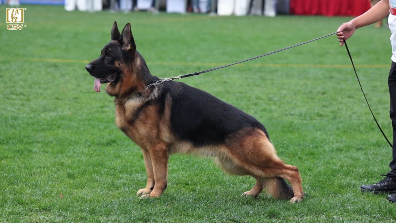 2023年秋季·csv德国牧羊犬中国优胜繁殖展成年公犬组va8犬只讲评