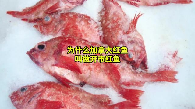 为什么加拿大红鱼叫做开市红鱼(Kish Redfish)?