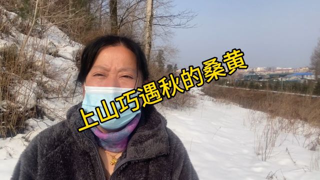 “桑黄”它被称为森林黄金,你知道它的功效和食用吗