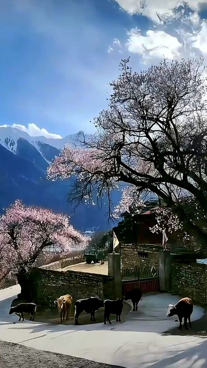 林芝桃花谷图片