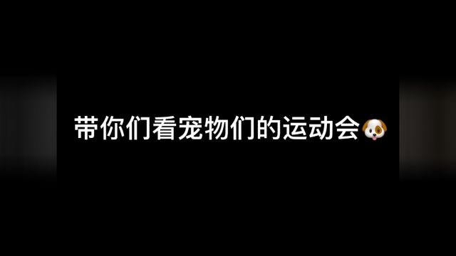 今天是宠物运动会,好开心的一天~