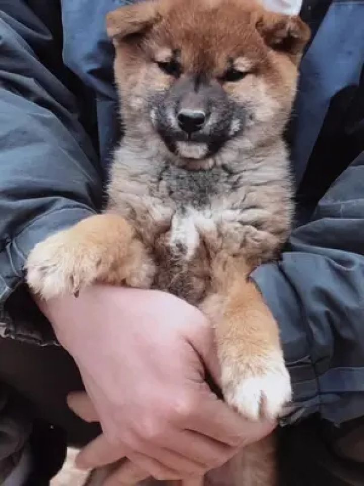 治愈小狗 #被你萌化了 #萌到爆炸了 #阔爱炸了 #铲屎官的乐趣 #柴犬