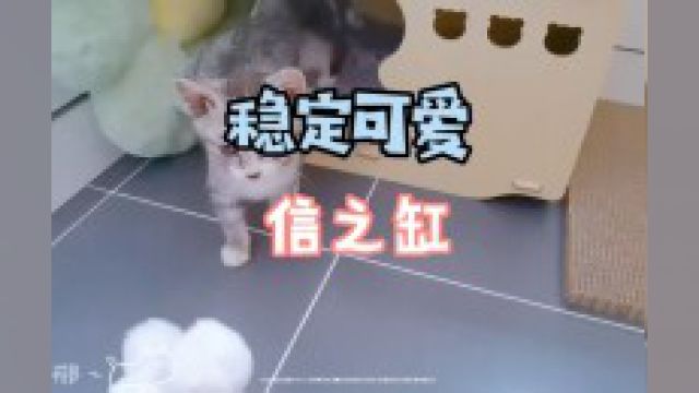 一只情绪稳定,可甜可咸的烟灰缸祝大家端午快乐#猫咪日记 #谁能拒绝傻憨憨的小猫咪