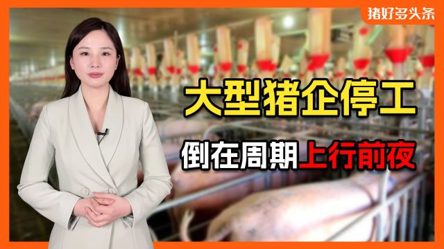 又一知名猪企停工停产?系某上市猪企子公司,投入重金建成仅3年