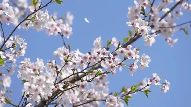 重磅!瑞安大批新建学校计划流出……