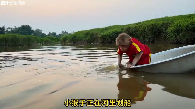 水里历险记,小猴子河里翻车,但最后它克服了恐惧