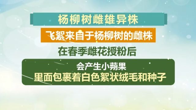 又到一年飞絮季,每年此时节杨柳树以飞絮传播种子