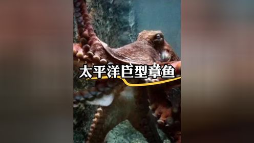 1 .深海巨物：太平洋巨型章鱼的生存之路，堪称史诗般的一生