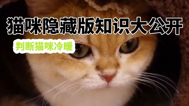 猫咪隐藏版知识大公开!判断猫咪冷暖,解除你的养猫困惑!