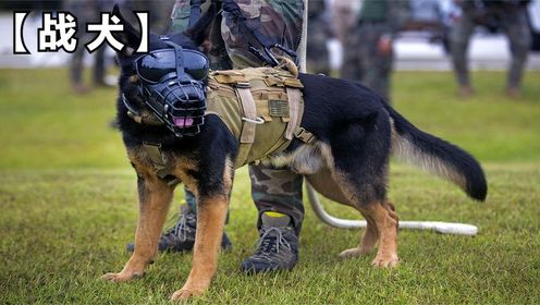 军犬在执行任务时身负重伤，最后被主人送到了休养所！
