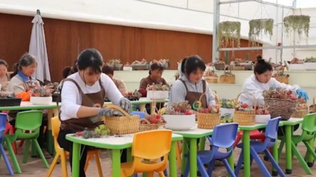 江苏宿迁:多肉植物销售正旺,精细化服务打开新销路