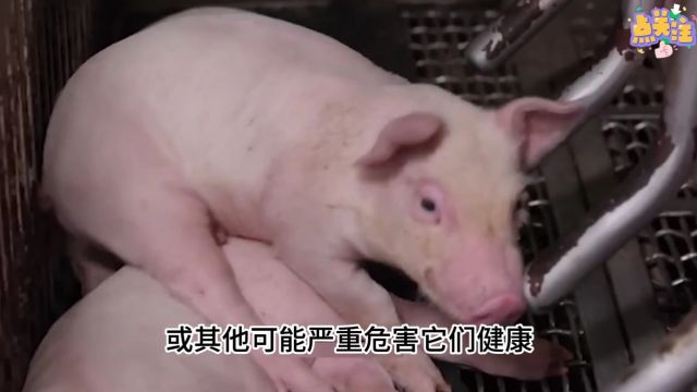 探秘中国猪业:展现现代化与传统的碰撞,彰显科技驱动未来