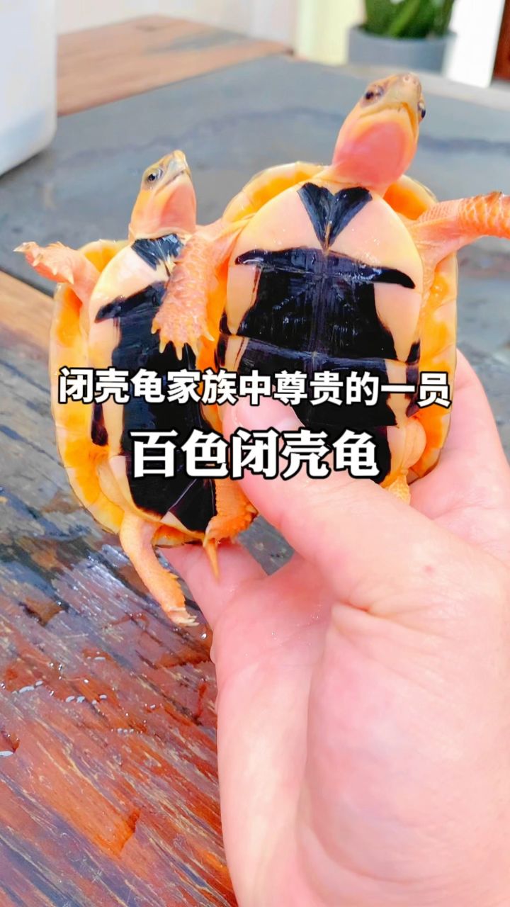 百色闭壳龟,养龟人士的终极目标之龟98