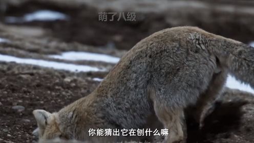 《狐主任的凝视》_高清1080P在线观看平台_腾讯视频