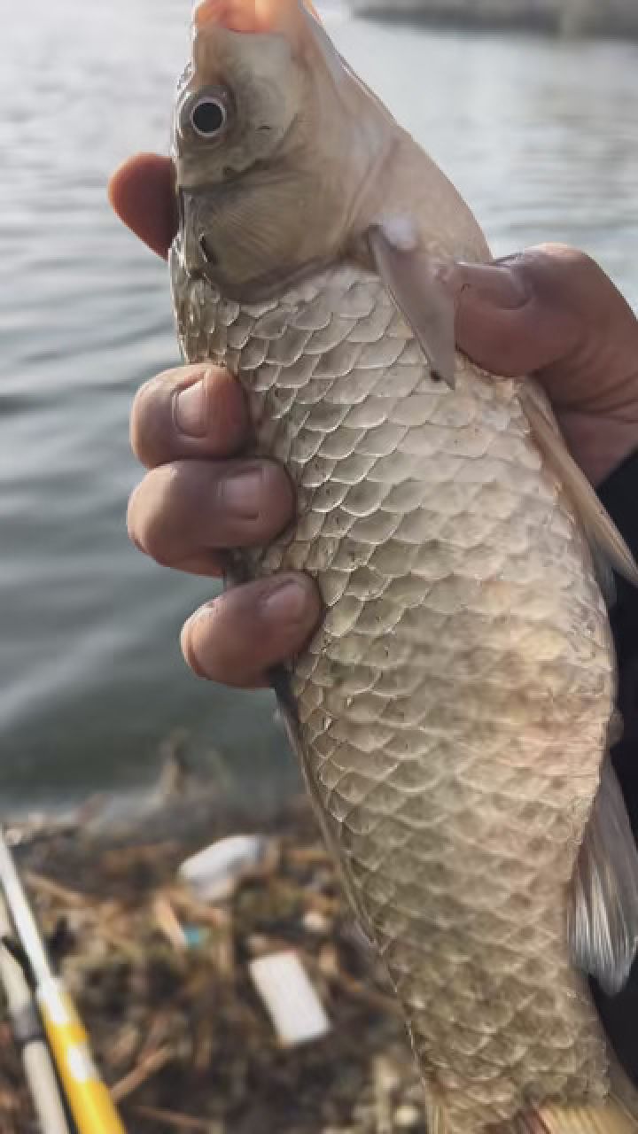 沂河户外野钓小奶鲫, 