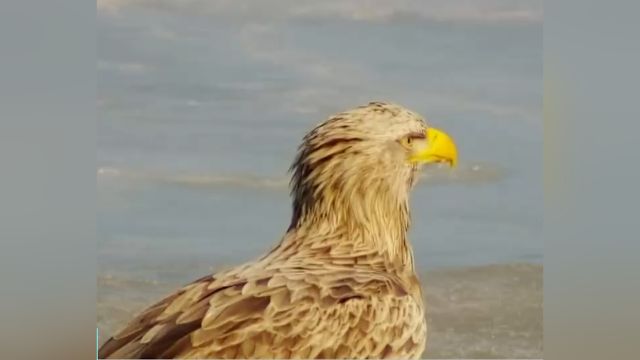 吉林珲春:科研人员拍到白尾海雕与虎头海雕同框.