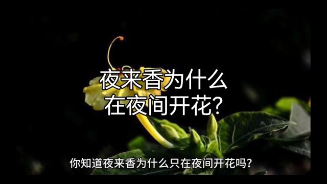 夜来香,为什么在夜间开花?