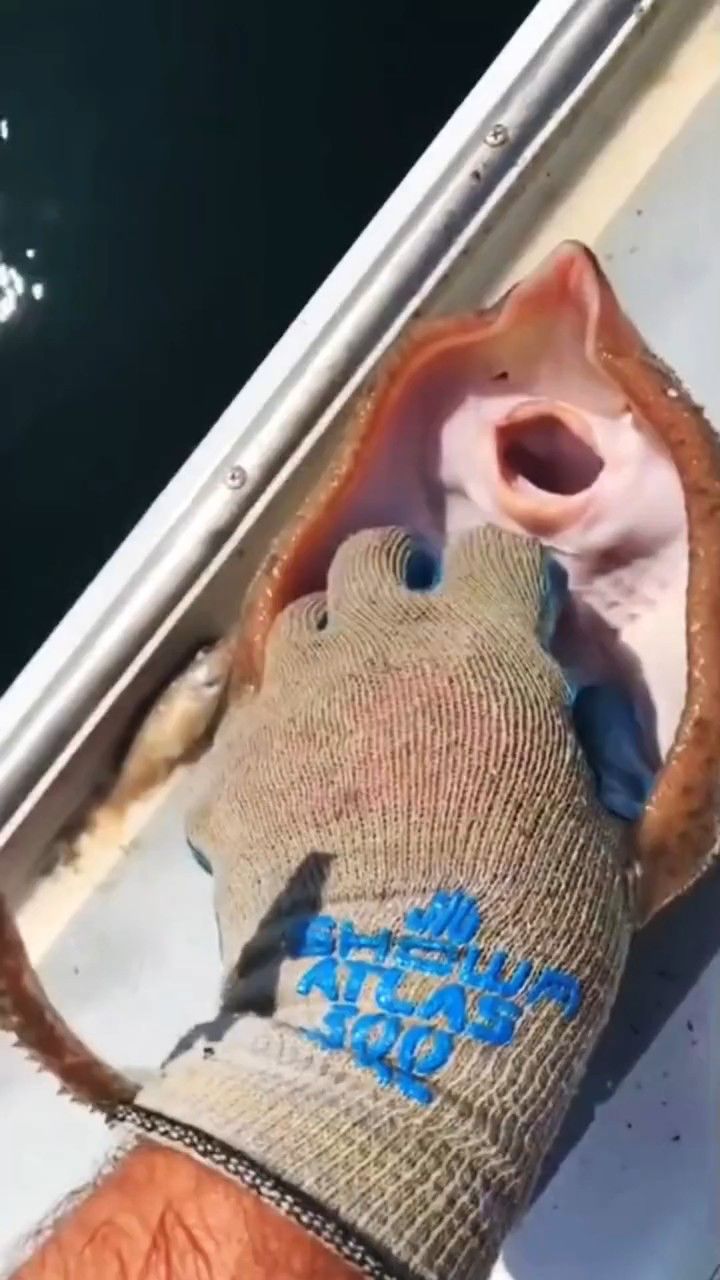 你见过一挠就会笑的鱼吗?