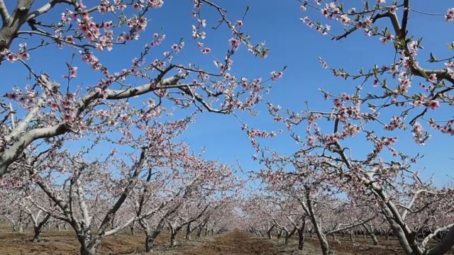 青岛市即墨区:十里桃花惹人醉