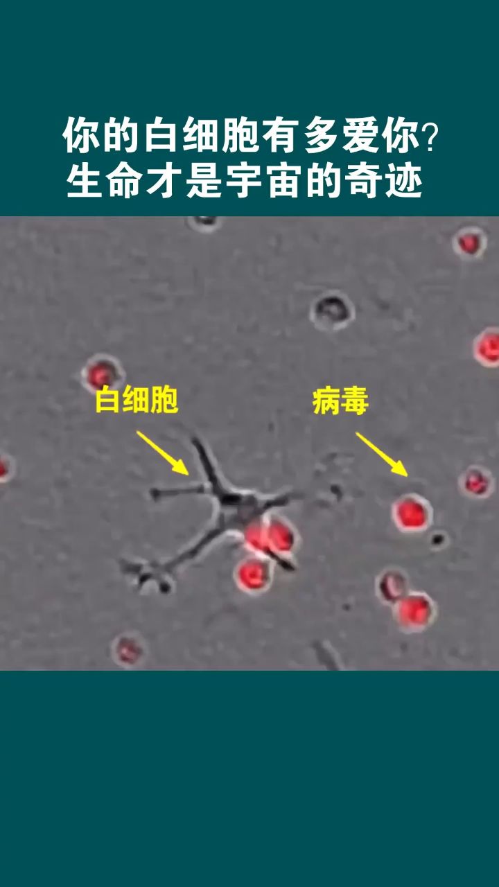 白细胞是怎么吞噬病毒的?