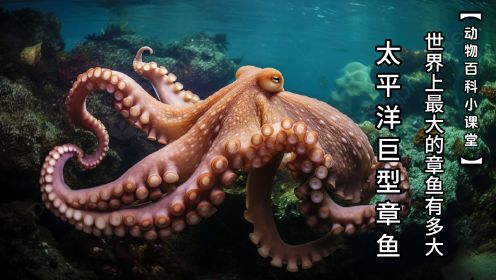 太平洋巨型章鱼作为世界上最大的章鱼有多大？