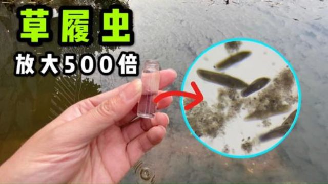 把一滴池塘水放大500倍能看见满屏的草履虫!微观世界真奇妙!2/2