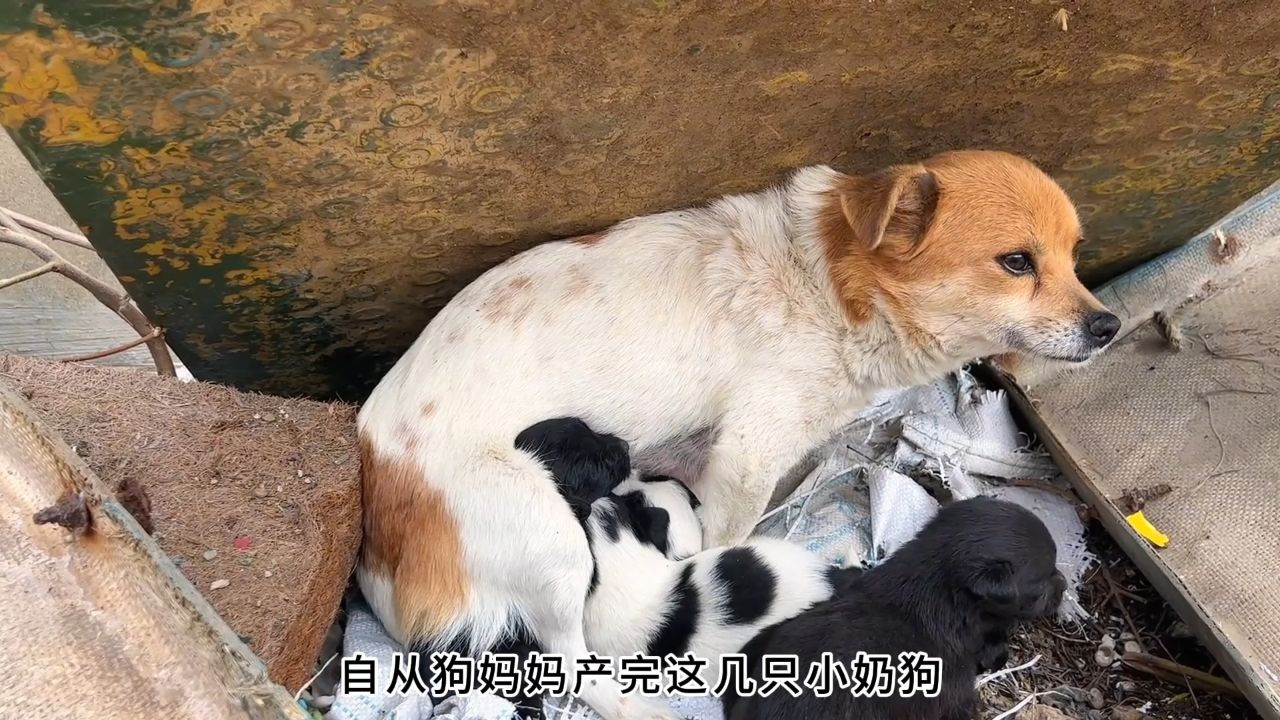 一只即将饿死的流浪狗在废墟中产下一窝小奶狗,多亏遇见了好心人